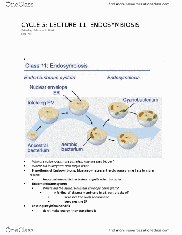 Biology 1002B Lecture Notes - Lecture 11: Horizontal Gene Transfer, Cytochrome C Oxidase, Nuclear Dna thumbnail
