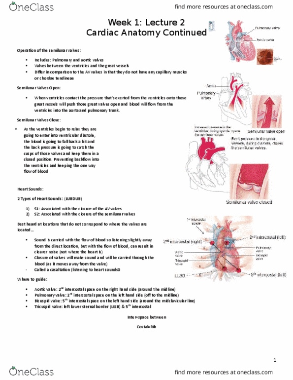 HTHSCI 1H06 Lecture Notes - Lecture 2: Mitral Valve Prolapse, Ductus Arteriosus, Pulmonary Valve thumbnail