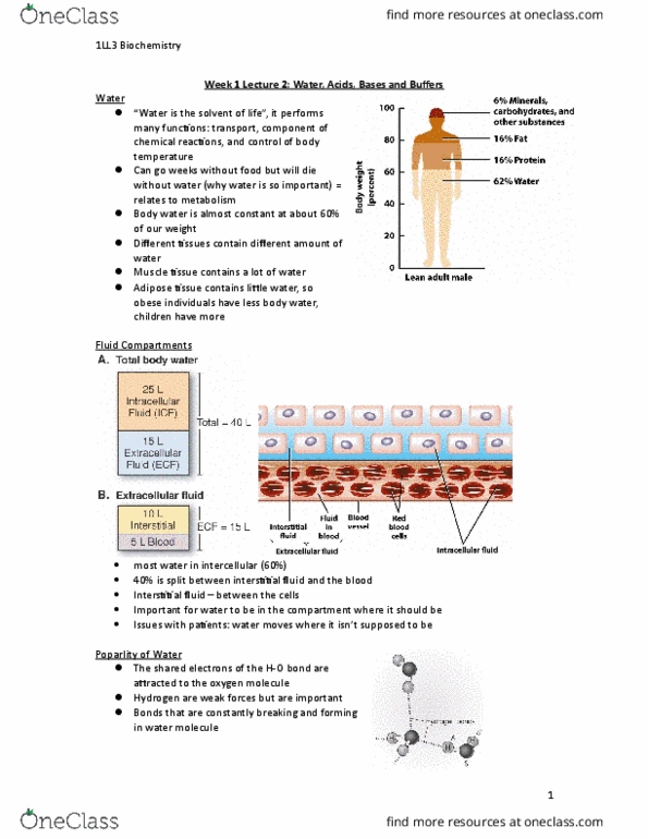 HTHSCI 1LL3 Lecture Notes - Lecture 2: Extracellular Fluid, Hypoglycemia, Molality thumbnail
