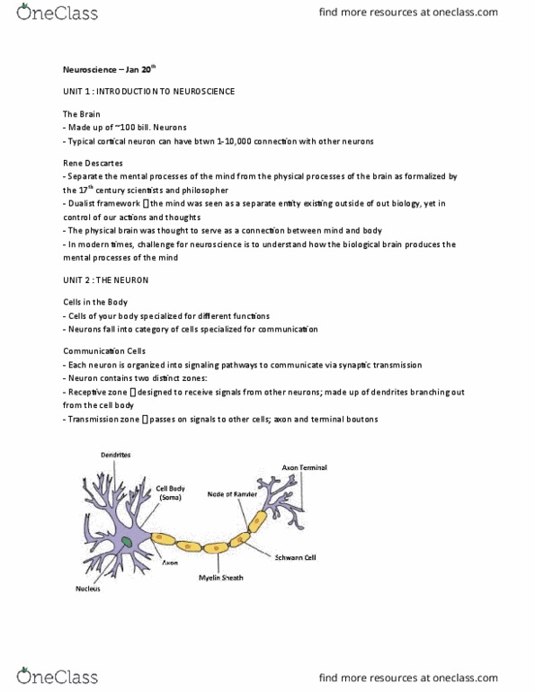 PSYCH 1XX3 Lecture Notes - Lecture 13: Fluid Compartments, Neuroglia, Extracellular Fluid thumbnail