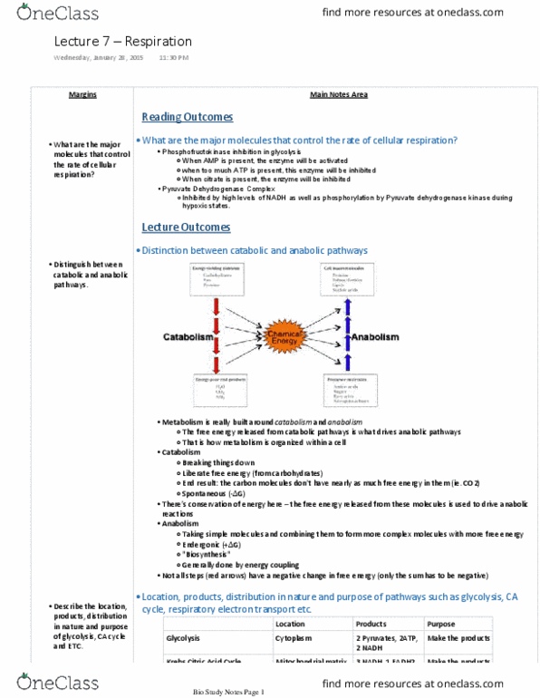 Biology 1002B Lecture Notes - Lecture 7: Glutamine, Atp Synthase, Exergonic Reaction thumbnail