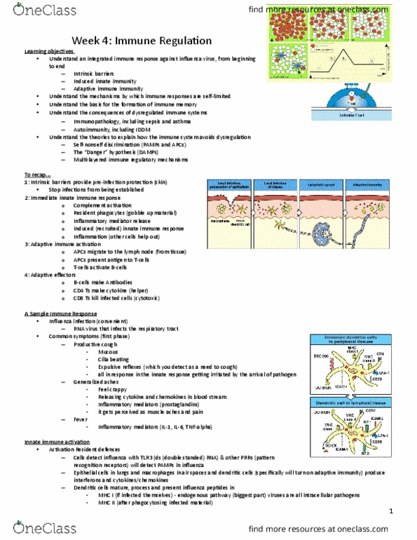 HTHSCI 1H06 Lecture Notes - Lecture 7: Adaptive Immune System, Cytotoxic T Cell, Lymph Node thumbnail
