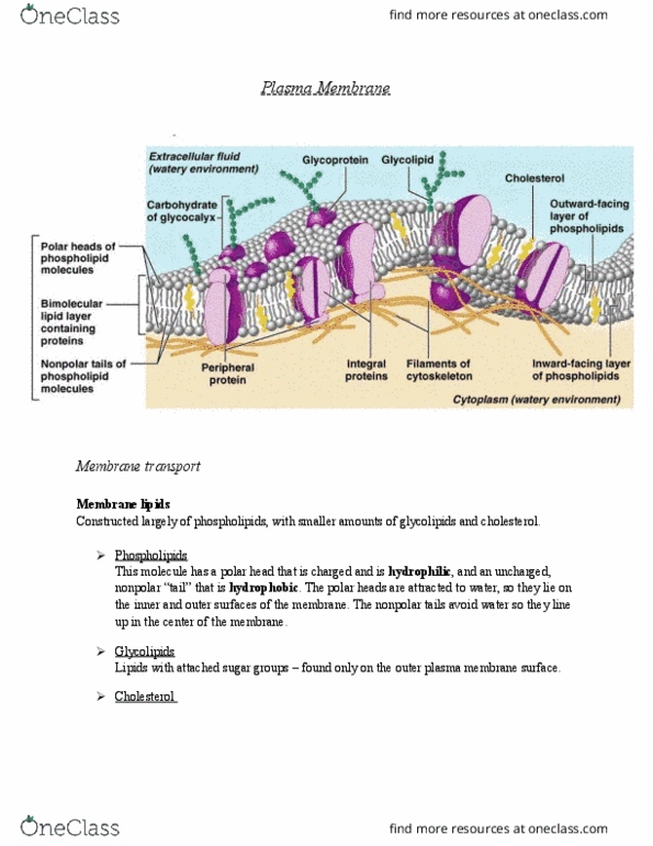 ANP 1106 Lecture Notes - Lecture 3: Cell Membrane, Tight Junction, Lipid Bilayer thumbnail