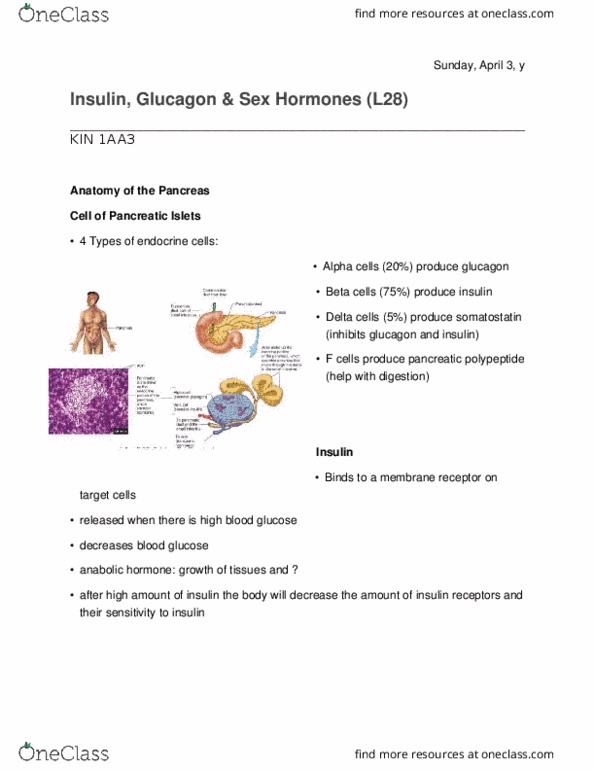 KINESIOL 1AA3 Lecture 28: WORD KIN 1AA3; Insulin, Glucagon & Sex Hormones (L28) thumbnail