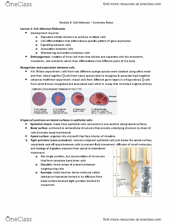 BIOLOGY 2B03 Lecture Notes - Lecture 55: Macrophage, Endothelium, Lysis thumbnail