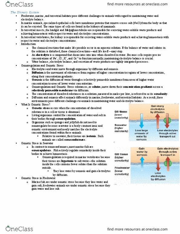 BIOL 1107 Lecture Notes - Lecture 7: Proximal Tubule, Vasopressin, Renal Corpuscle thumbnail