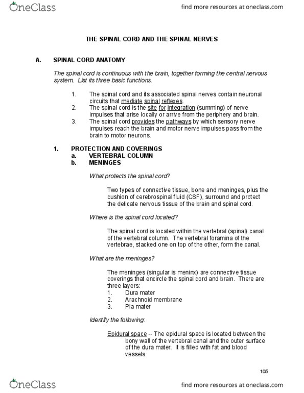 BIO 240 Lecture Notes - Lecture 12: Excitatory Synapse, Muscle Spindle, Patellar Reflex thumbnail