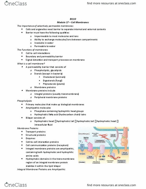 BI110 Chapter Notes - Chapter 17: Integral Membrane Protein, Peripheral Membrane Protein, Lipid Bilayer thumbnail