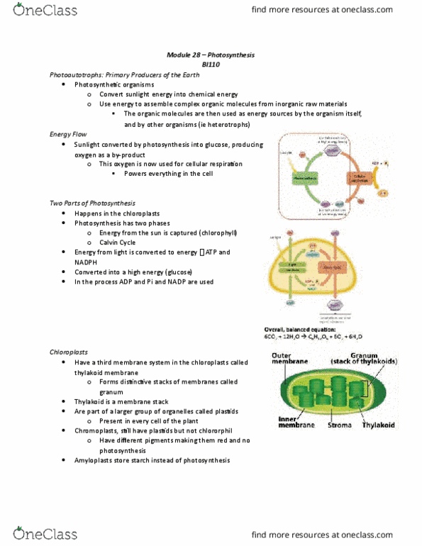 BI110 Chapter Notes - Chapter 28: Light-Independent Reactions, Starch, Thylakoid thumbnail
