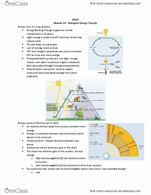 BI110 Chapter Notes - Chapter 24: Cellular Respiration, Energy Carrier, Phosphate thumbnail