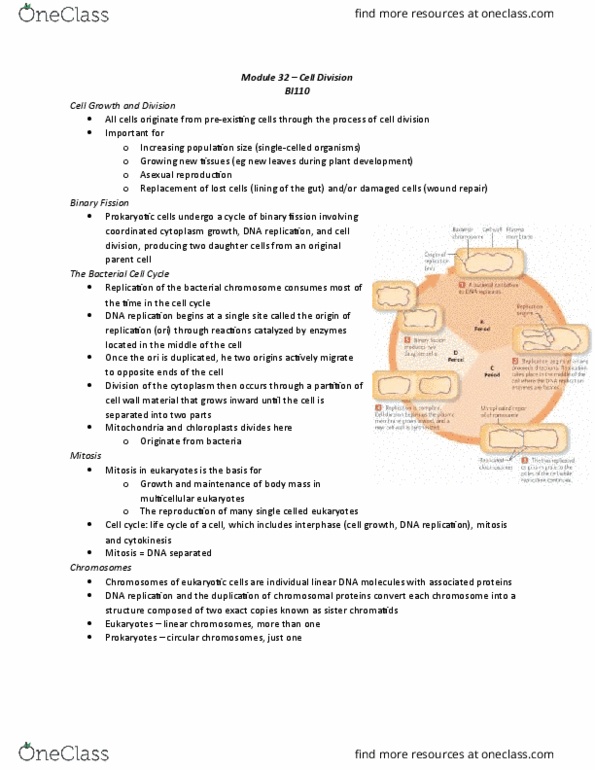 BI110 Chapter Notes - Chapter 32: G2 Phase, G1 Phase, S Phase thumbnail