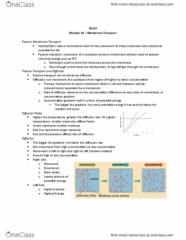 BI110 Chapter Notes - Chapter 18: Phosphorylation, Electrochemical Gradient, Conformational Change thumbnail