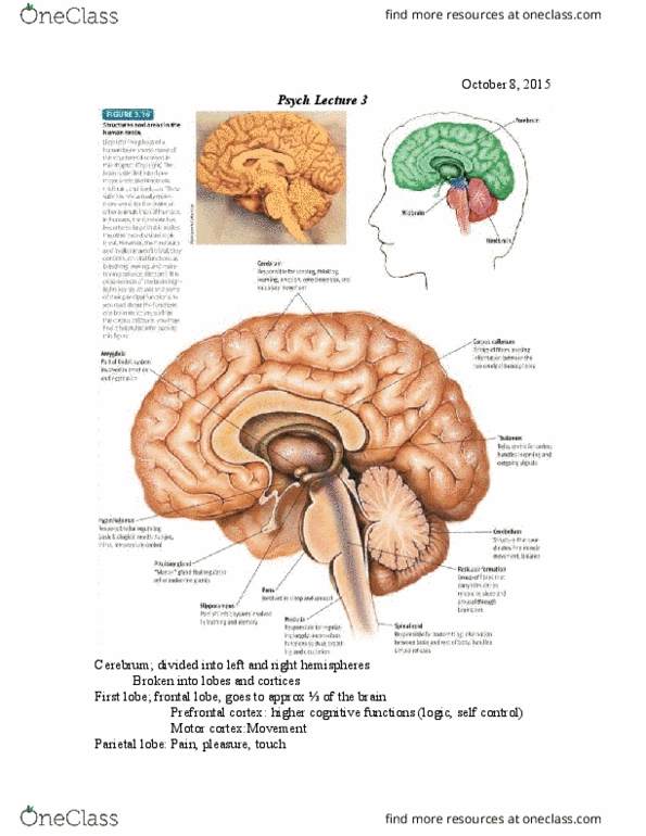 PS101 Lecture Notes - Lecture 7: Adrenal Gland, Hypothalamus, Neurology thumbnail