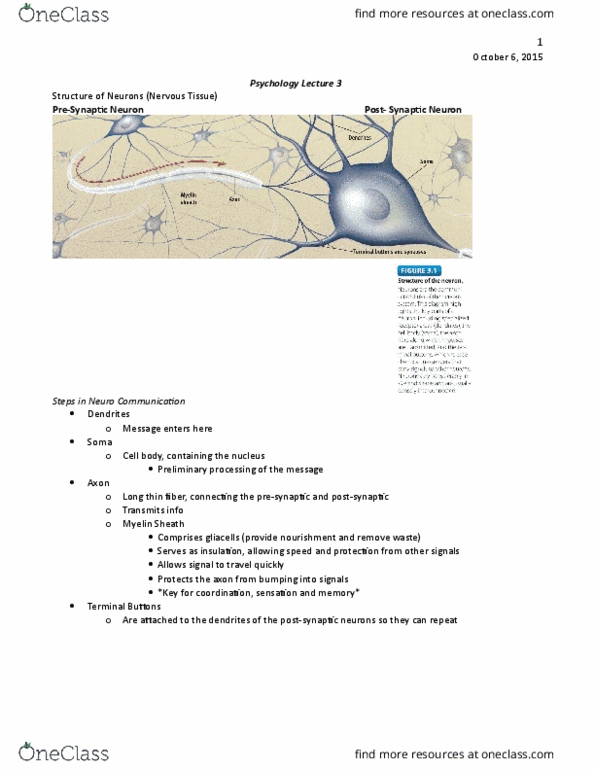 PS101 Lecture Notes - Lecture 3: Twin Study, Twin, Cerebellum thumbnail