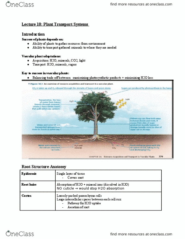 01:119:116 Lecture Notes - Lecture 10: Stoma, Ground Tissue, Guard Cell thumbnail