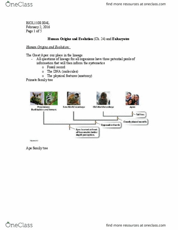 BIOL 1108 Lecture Notes - Lecture 5: Foxp2, Neoteny, Genetic Diversity thumbnail