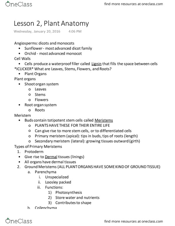 BIOL 1015 Lecture Notes - Lecture 12: Flowering Plant, Monocotyledon, Suberin thumbnail