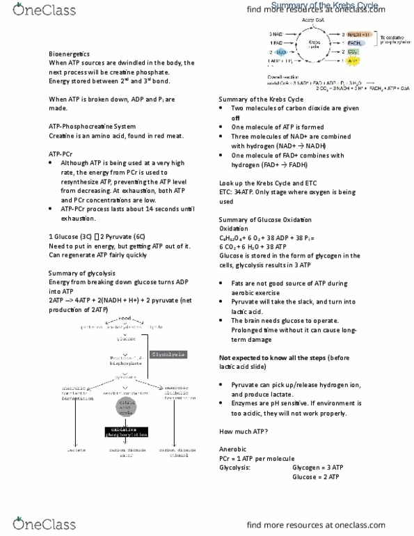 APA 2312 Lecture Notes - Lecture 7: Oxidative Phosphorylation, Phosphorylation, Phosphocreatine thumbnail