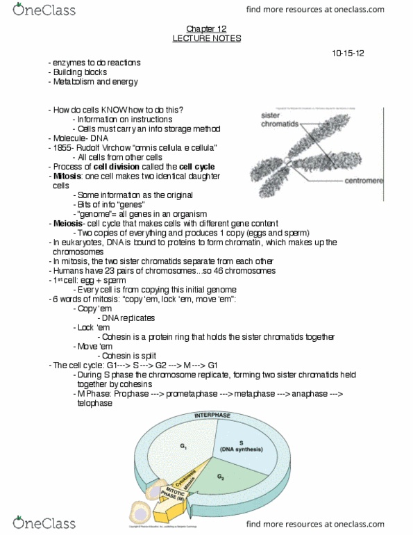 BIO 191 Lecture Notes - Lecture 12: Centromere, Microtubule Organizing Center, Spindle Apparatus thumbnail