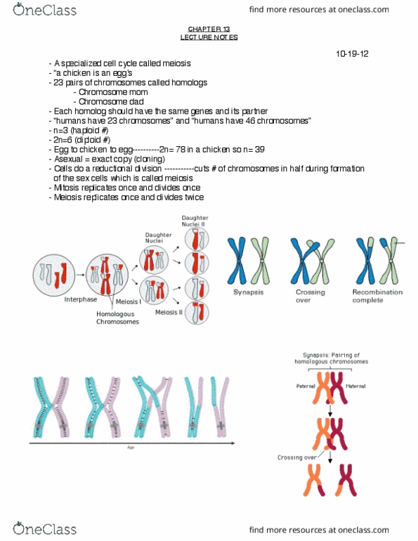 BIO 191 Lecture Notes - Lecture 13: Telophase, Metaphase, Sister Chromatids thumbnail
