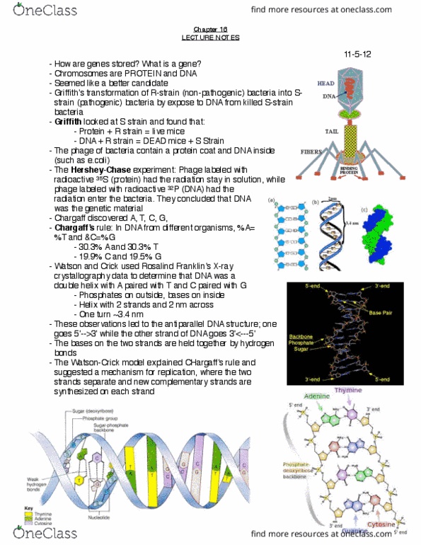 BIO 191 Lecture Notes - Lecture 16: Telomere, Okazaki Fragments, Single-Strand Dna-Binding Protein thumbnail