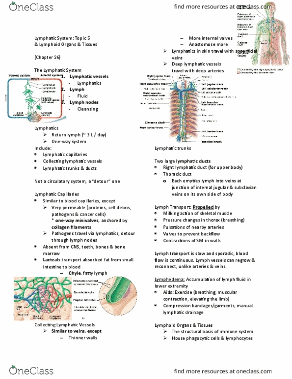 ANP 1105 Lecture Notes - Lecture 8: Macrophage, Monocyte, Genitourinary System thumbnail