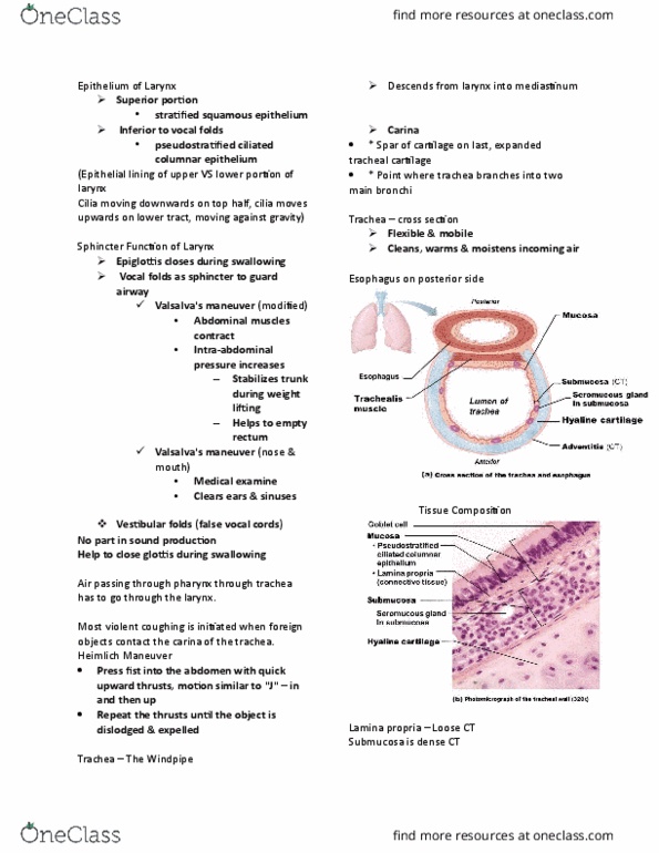 ANP 1105 Lecture Notes - Lecture 9: Pulmonary Alveolus, Pulmonary Plexus, Pulmonary Pleurae thumbnail