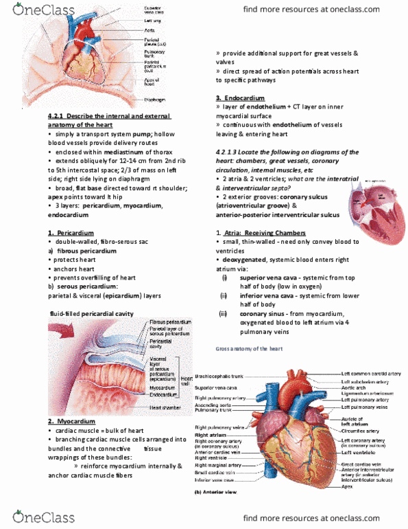 ANP 1105 Lecture Notes - Lecture 5: Qrs Complex, Digoxin, Isochoric Process thumbnail