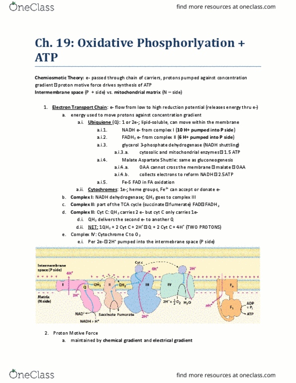 BIO SCI 98 Lecture Notes - Lecture 12: Citric Acid Cycle, Atp Synthase, Succinic Acid thumbnail
