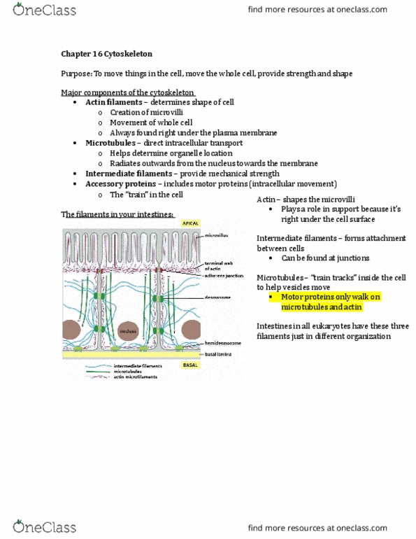 BIOL 2021 Chapter Notes - Chapter 16: Microtubule Nucleation, Coiled Coil, Intermediate Filament thumbnail