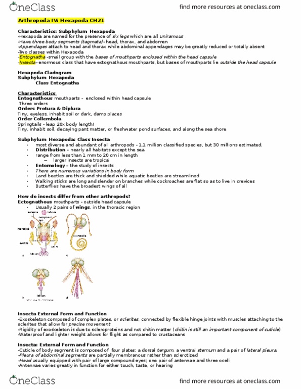 BI256 Lecture Notes - Lecture 21: Southern California Gas Company, Hexapoda, Tergum thumbnail