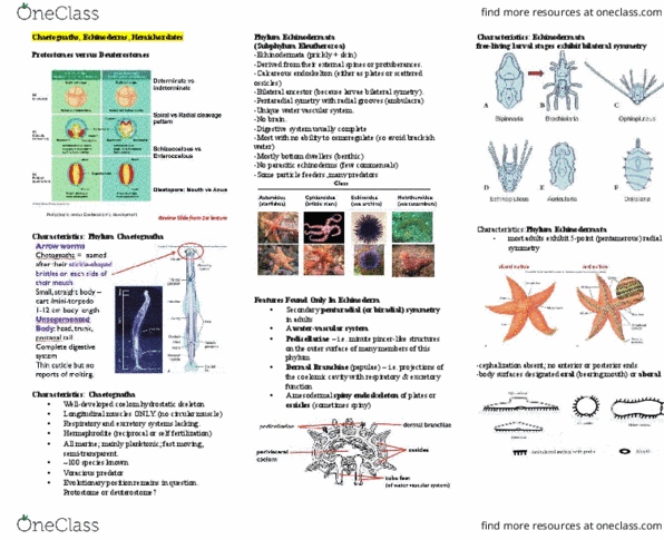 BI256 Lecture Notes - Lecture 22: Water Vascular System, Symmetry In Biology, Pedicellaria thumbnail