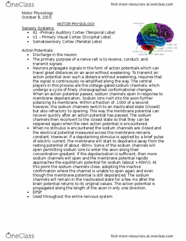 APA 2120 Lecture Notes - Lecture 7: Auditory Cortex, Endoplasmic Reticulum, Motor Neuron thumbnail