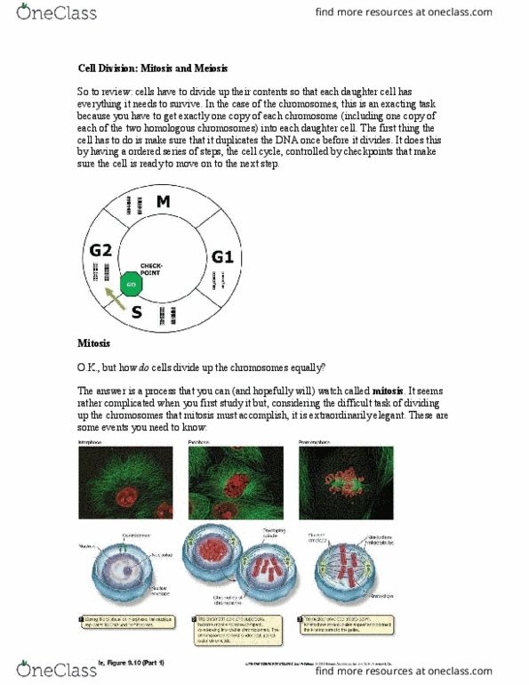 BIOL 112 Lecture Notes - Lecture 13: Spindle Apparatus, Homologous Chromosome, Kinetochore thumbnail