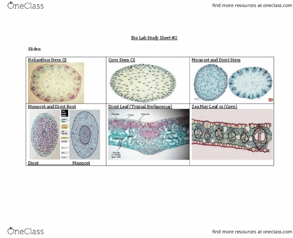 BIOL 186 Chapter Notes - Chapter 1-5: Palisade Cell, Nerium, Dicotyledon thumbnail