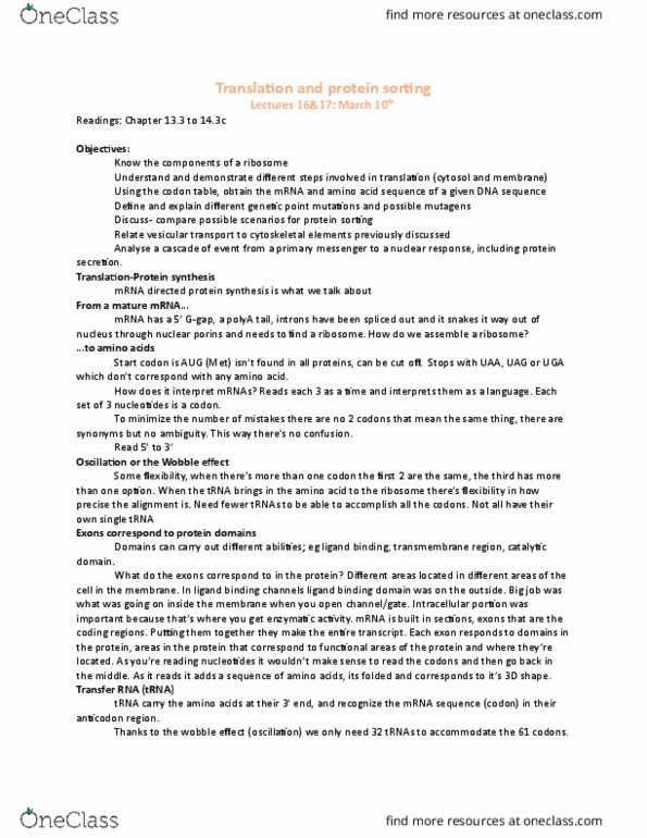 BIO 1140 Lecture Notes - Lecture 16: Start Codon, Transfer Rna, Exon thumbnail