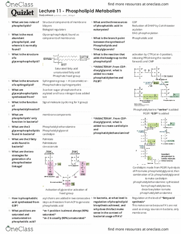 BIOC 3300 Lecture Notes - Lecture 11: Phosphatidylglycerol, Cardiolipin, Glycerophospholipid thumbnail