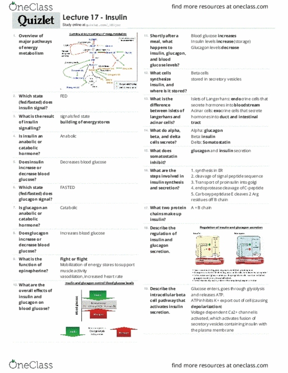 BIOC 3300 Lecture Notes - Lecture 17: Centroacinar Cell, Carboxypeptidase E, Signal Peptide thumbnail