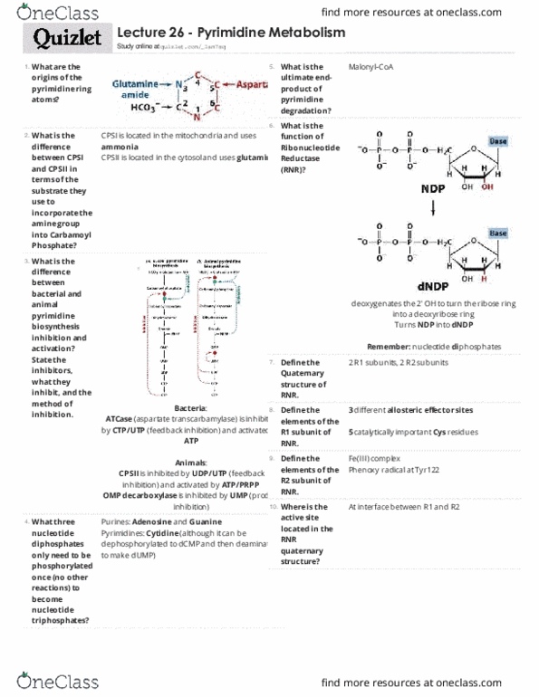 BIOC 3300 Lecture Notes - Lecture 26: Thymidylate Synthase, Pyrimidine Metabolism, Thymidine Monophosphate thumbnail