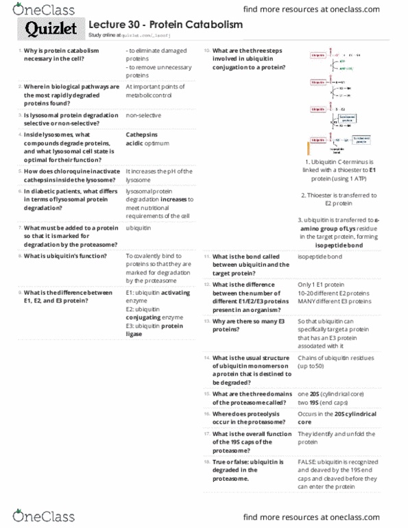 BIOC 3300 Lecture Notes - Lecture 30: Isopeptide Bond, Ubiquitin, Proteasome thumbnail