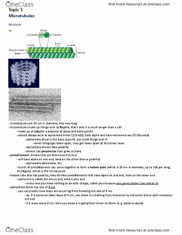 Biology 2382B Lecture Notes - Lecture 1: Atp Hydrolysis, Tubulin, Stathmin thumbnail