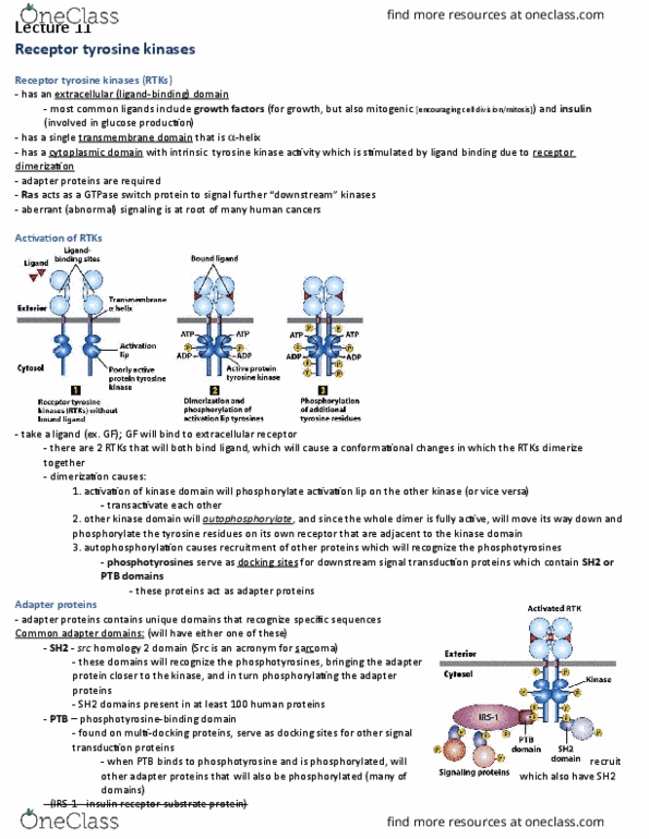 Biology 2382B Lecture Notes - Lecture 11: Rous Sarcoma Virus, Epidermal Growth Factor Receptor, Insulin Receptor Substrate thumbnail