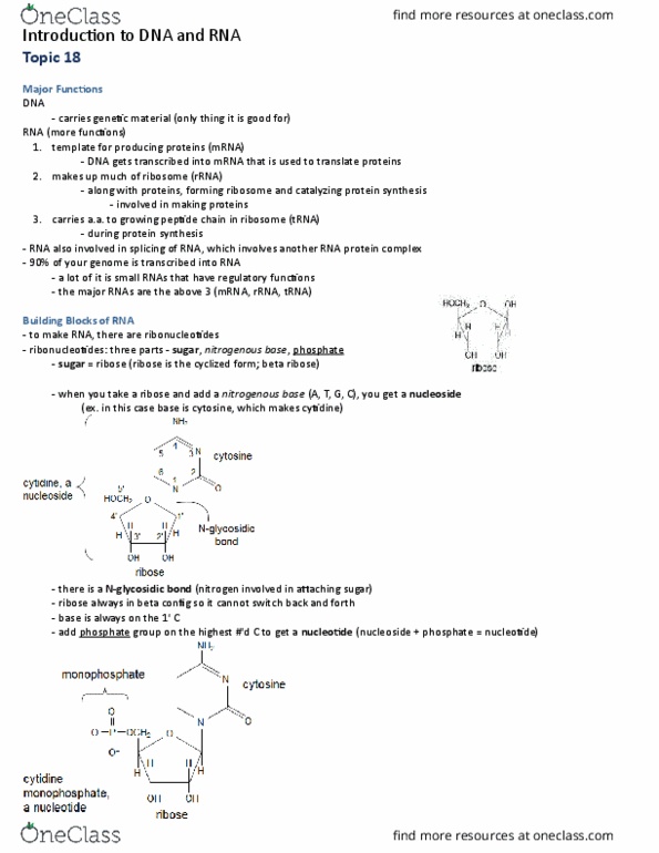 Biochemistry 2280A Lecture Notes - Lecture 18: Polynucleotide, Ribose, Nitrogenous Base thumbnail