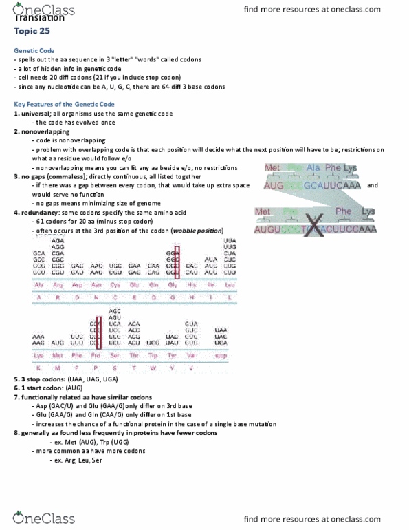 Biochemistry 2280A Lecture Notes - Lecture 25: Aminoacyl-Trna, Missense Mutation, Nonsense Mutation thumbnail