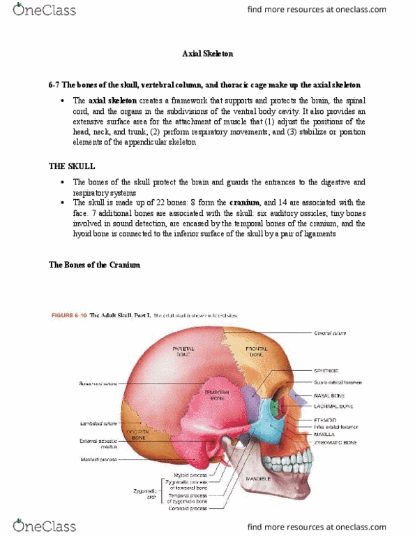 ANAT 101 Chapter Notes - Chapter 6: Ear Canal, Sphenoidal Sinus, Ethmoid Bone thumbnail