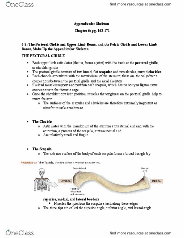 ANAT 101 Chapter Notes - Chapter 6: Olecranon Fossa, Shoulder Girdle, Lesser Tubercle thumbnail