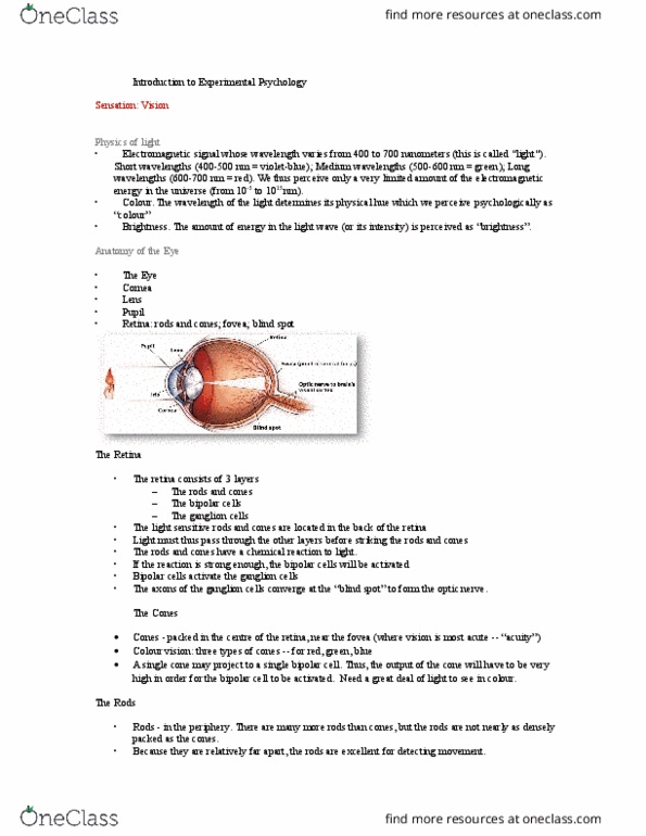 PSY 1101 Chapter Notes - Chapter Vision: Visual Cortex, Red, Color Blindness thumbnail