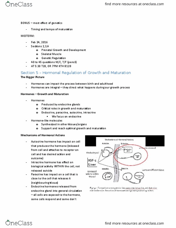 KINESIOL 3U03 Lecture Notes - Lecture 5: Vascular Endothelial Growth Factor, Anterior Pituitary, Follicle-Stimulating Hormone thumbnail