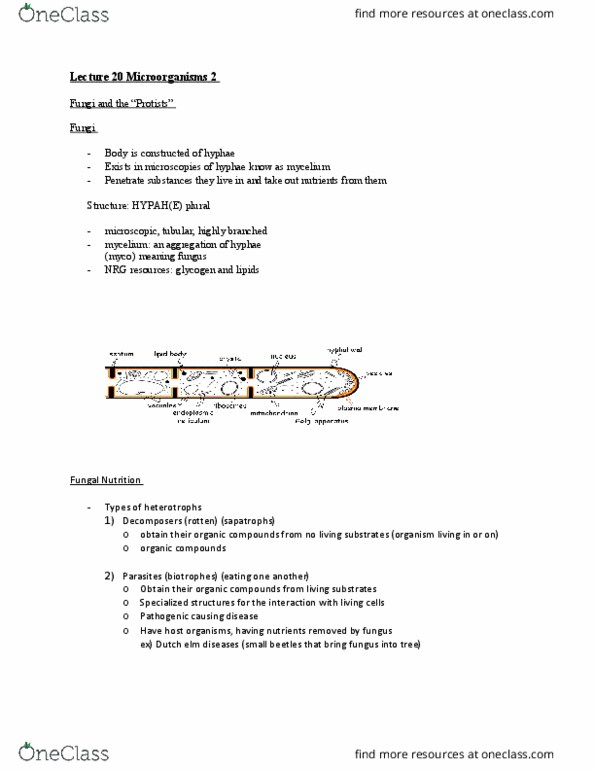 BIOL 1030 Lecture Notes - Lecture 20: Mycelium, Paramecium, Heterotroph thumbnail