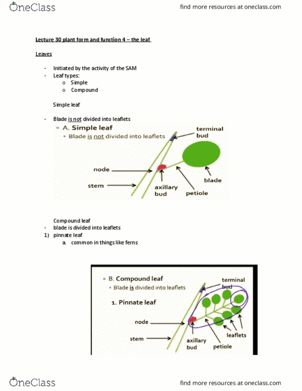 BIOL 1030 Lecture Notes - Lecture 30: Axillary Bud, Transpiration, Photosynthesis thumbnail